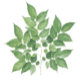丸の内の森レディースクリニックのロゴ画像